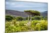Awesome South Africa Collection - Savanna Landscape XX-Philippe Hugonnard-Mounted Photographic Print