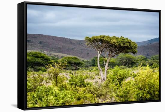 Awesome South Africa Collection - Savanna Landscape XX-Philippe Hugonnard-Framed Stretched Canvas