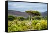 Awesome South Africa Collection - Savanna Landscape XX-Philippe Hugonnard-Framed Stretched Canvas