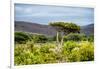 Awesome South Africa Collection - Savanna Landscape XX-Philippe Hugonnard-Framed Photographic Print