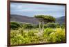 Awesome South Africa Collection - Savanna Landscape XX-Philippe Hugonnard-Framed Photographic Print