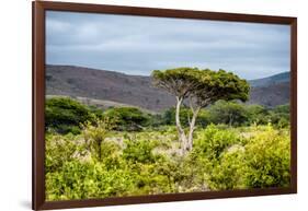 Awesome South Africa Collection - Savanna Landscape XX-Philippe Hugonnard-Framed Photographic Print