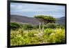 Awesome South Africa Collection - Savanna Landscape XX-Philippe Hugonnard-Framed Photographic Print