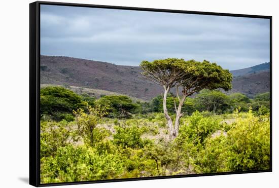 Awesome South Africa Collection - Savanna Landscape XX-Philippe Hugonnard-Framed Stretched Canvas