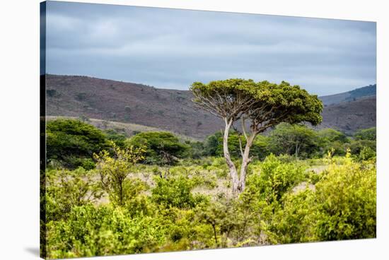 Awesome South Africa Collection - Savanna Landscape XX-Philippe Hugonnard-Stretched Canvas