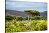 Awesome South Africa Collection - Savanna Landscape XX-Philippe Hugonnard-Stretched Canvas