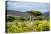 Awesome South Africa Collection - Savanna Landscape XX-Philippe Hugonnard-Stretched Canvas