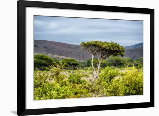 Awesome South Africa Collection - Savanna Landscape XX-Philippe Hugonnard-Framed Photographic Print