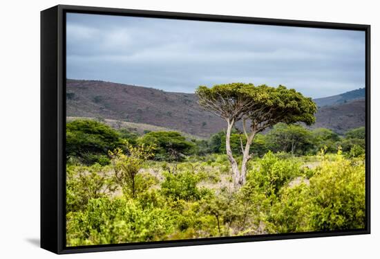 Awesome South Africa Collection - Savanna Landscape XX-Philippe Hugonnard-Framed Stretched Canvas