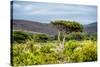 Awesome South Africa Collection - Savanna Landscape XX-Philippe Hugonnard-Stretched Canvas