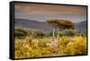 Awesome South Africa Collection - Savanna Landscape XXI-Philippe Hugonnard-Framed Stretched Canvas