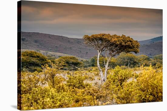 Awesome South Africa Collection - Savanna Landscape XXI-Philippe Hugonnard-Stretched Canvas