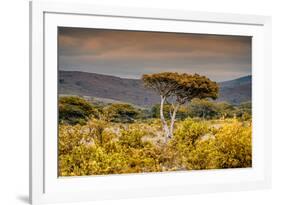 Awesome South Africa Collection - Savanna Landscape XXI-Philippe Hugonnard-Framed Photographic Print