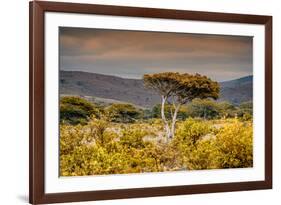 Awesome South Africa Collection - Savanna Landscape XXI-Philippe Hugonnard-Framed Photographic Print