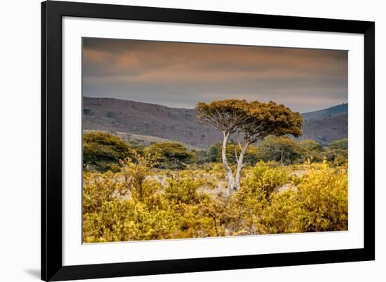 Awesome South Africa Collection - Savanna Landscape XXI-Philippe Hugonnard-Framed Photographic Print