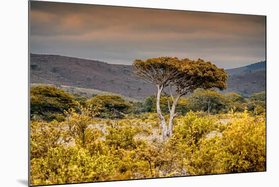 Awesome South Africa Collection - Savanna Landscape XXI-Philippe Hugonnard-Mounted Photographic Print