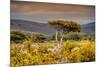 Awesome South Africa Collection - Savanna Landscape XXI-Philippe Hugonnard-Mounted Photographic Print