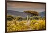 Awesome South Africa Collection - Savanna Landscape XXI-Philippe Hugonnard-Framed Photographic Print