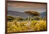 Awesome South Africa Collection - Savanna Landscape XXI-Philippe Hugonnard-Framed Photographic Print