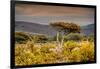 Awesome South Africa Collection - Savanna Landscape XXI-Philippe Hugonnard-Framed Photographic Print