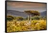 Awesome South Africa Collection - Savanna Landscape XXI-Philippe Hugonnard-Framed Stretched Canvas