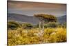 Awesome South Africa Collection - Savanna Landscape XXI-Philippe Hugonnard-Stretched Canvas