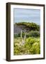 Awesome South Africa Collection - Savanna Landscape XXII-Philippe Hugonnard-Framed Photographic Print