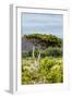 Awesome South Africa Collection - Savanna Landscape XXII-Philippe Hugonnard-Framed Photographic Print