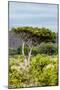 Awesome South Africa Collection - Savanna Landscape XXII-Philippe Hugonnard-Mounted Photographic Print