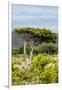 Awesome South Africa Collection - Savanna Landscape XXII-Philippe Hugonnard-Framed Photographic Print