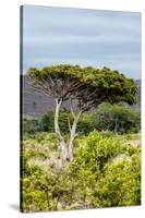 Awesome South Africa Collection - Savanna Landscape XXII-Philippe Hugonnard-Stretched Canvas