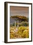 Awesome South Africa Collection - Savanna Landscape XXIII-Philippe Hugonnard-Framed Photographic Print