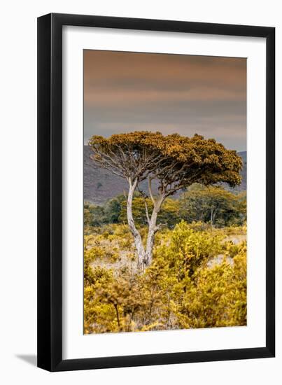 Awesome South Africa Collection - Savanna Landscape XXIII-Philippe Hugonnard-Framed Photographic Print