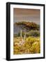 Awesome South Africa Collection - Savanna Landscape XXIII-Philippe Hugonnard-Framed Photographic Print