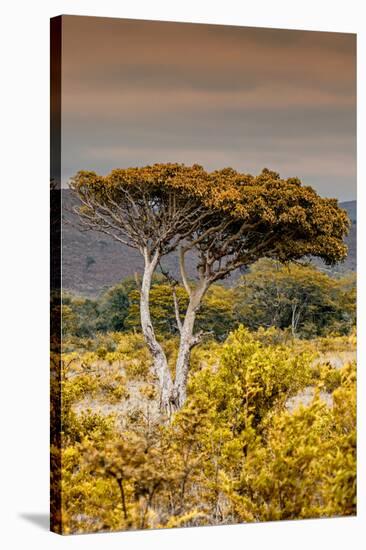 Awesome South Africa Collection - Savanna Landscape XXIII-Philippe Hugonnard-Stretched Canvas