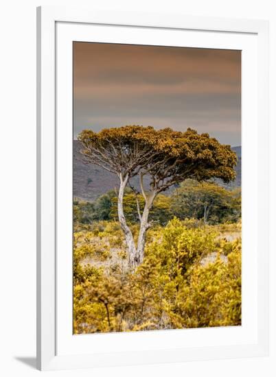 Awesome South Africa Collection - Savanna Landscape XXIII-Philippe Hugonnard-Framed Photographic Print