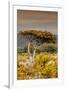 Awesome South Africa Collection - Savanna Landscape XXIII-Philippe Hugonnard-Framed Photographic Print