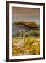 Awesome South Africa Collection - Savanna Landscape XXIII-Philippe Hugonnard-Framed Photographic Print