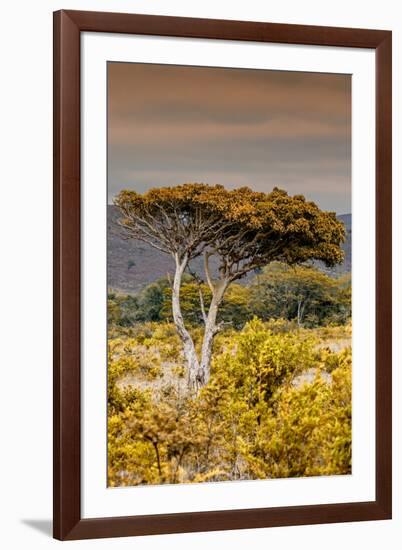 Awesome South Africa Collection - Savanna Landscape XXIII-Philippe Hugonnard-Framed Photographic Print