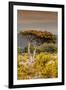 Awesome South Africa Collection - Savanna Landscape XXIII-Philippe Hugonnard-Framed Photographic Print