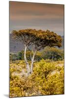 Awesome South Africa Collection - Savanna Landscape XXIII-Philippe Hugonnard-Mounted Photographic Print