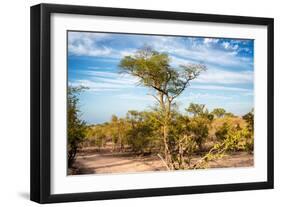 Awesome South Africa Collection - Savanna Landscape-Philippe Hugonnard-Framed Photographic Print