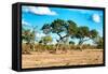 Awesome South Africa Collection - Savanna Landscape-Philippe Hugonnard-Framed Stretched Canvas