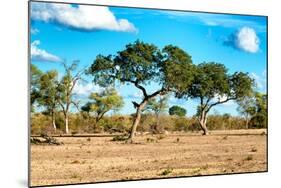 Awesome South Africa Collection - Savanna Landscape-Philippe Hugonnard-Mounted Photographic Print