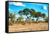 Awesome South Africa Collection - Savanna Landscape-Philippe Hugonnard-Framed Stretched Canvas