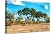 Awesome South Africa Collection - Savanna Landscape-Philippe Hugonnard-Stretched Canvas