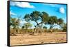 Awesome South Africa Collection - Savanna Landscape-Philippe Hugonnard-Framed Stretched Canvas