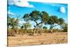 Awesome South Africa Collection - Savanna Landscape-Philippe Hugonnard-Stretched Canvas