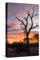 Awesome South Africa Collection - Savanna Tree at Sunrise-Philippe Hugonnard-Stretched Canvas