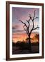 Awesome South Africa Collection - Savanna Tree at Sunrise-Philippe Hugonnard-Framed Photographic Print